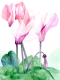 (image for) Cyclamen *6 cards
