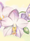 (image for) Lilac Orchid *6 cards