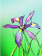 (image for) Oregon Wild Iris *6 cards