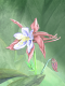 (image for) Rosy Columbine *6 cards