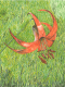 (image for) MichiganTiger Lily *6 cards