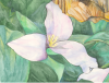 (image for) Wild Trillium *6 cards