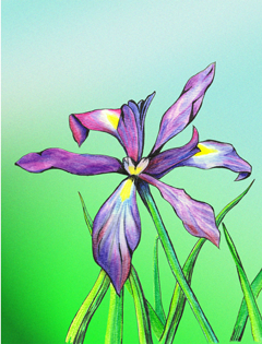(image for) Oregon Wild Iris *6 cards - Click Image to Close
