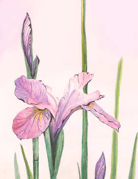 (image for) Siberian Iris Note Card