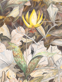 (image for) Trout Lily *6 cards