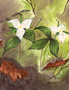 (image for) Two Trillium In The Woods *6 cards