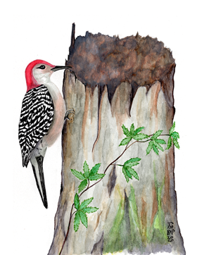 (image for) Red-Bellied Woodpecker Note Card